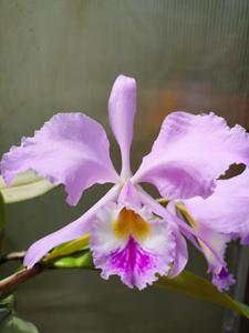 Cattleya warneri