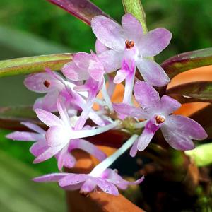 Vanda christensoniana