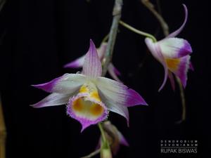 Dendrobium devonianum