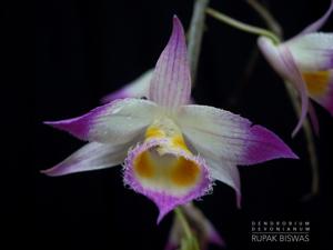 Dendrobium devonianum