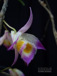 Dendrobium devonianum