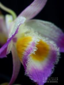 Dendrobium devonianum