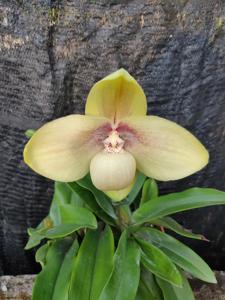 Paphiopedilum hangianum