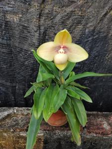 Paphiopedilum hangianum