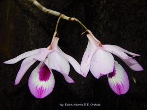 Dendrobium maccarthiae