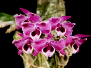Dendrobium parishii
