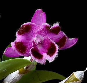 Dendrobium parishii