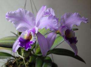 Cattleya gaskelliana