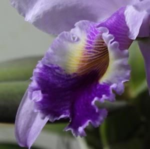 Cattleya gaskelliana