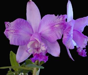 Cattleya intermedia