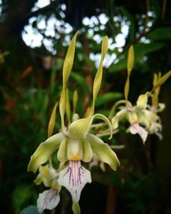 Dendrobium strepsiceros