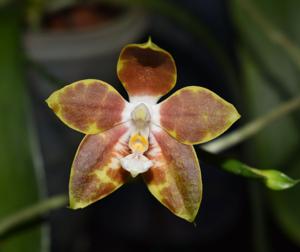 Phalaenopsis venosa