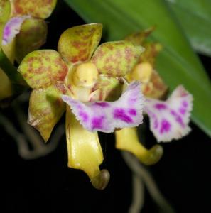 Vanda flabellata