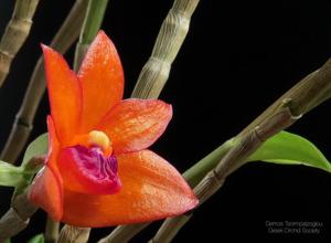 Dendrobium mohlianum