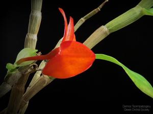 Dendrobium mohlianum