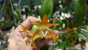 Dendrobium fleckeri