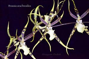 Brassia arachnoidea