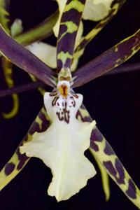 Brassia arachnoidea