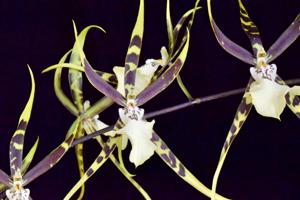 Brassia arachnoidea