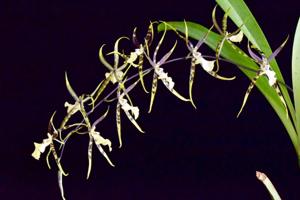 Brassia arachnoidea