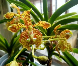 Vanda roeblingiana