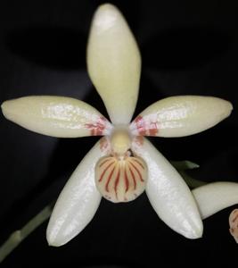 Phalaenopsis cochlearis