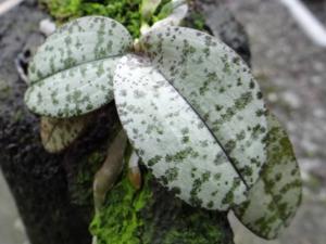 Phalaenopsis celebensis