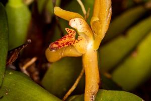 Maxillaria rufescens