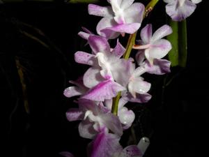 Aerides rosea