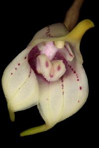 Masdevallia coriacea