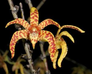 Dendrobium insigne