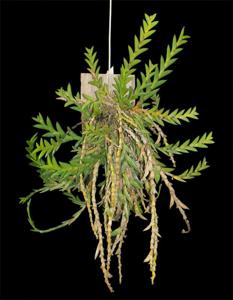 Dendrobium indivisum