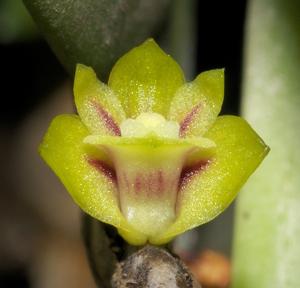 Dendrobium indivisum