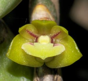 Dendrobium indivisum