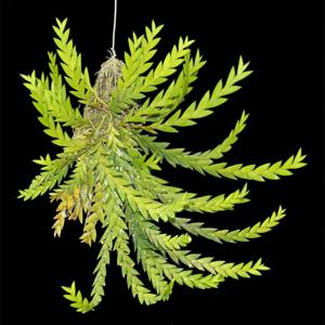 Dendrobium indivisum var. pallidum