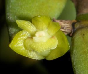 Dendrobium indivisum var. pallidum