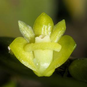 Dendrobium indivisum var. pallidum