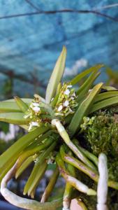Trichoglottis triflora