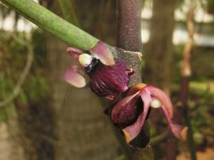 Luisia curtisii