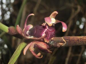 Luisia curtisii