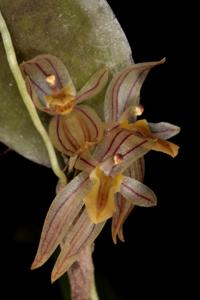 Pleurothallopsis striata