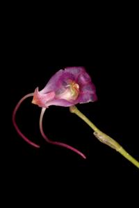 Porroglossum amethystinum