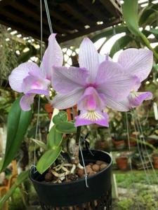 Cattleya nobilior