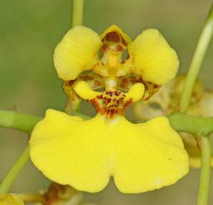 Rossioglossum ampliatum