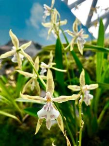 Oncidium astranthum