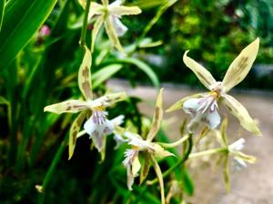 Oncidium astranthum