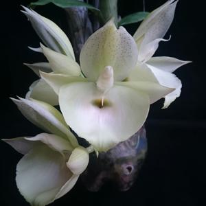 Catasetum pileatum