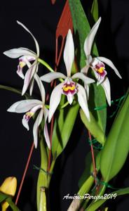 Cattleya iricolor