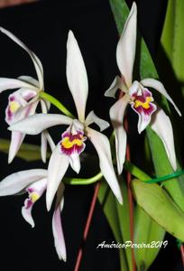 Cattleya iricolor