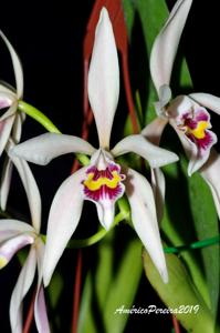 Cattleya iricolor